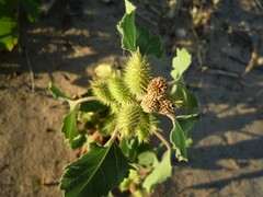 Xanthium orientale riparium