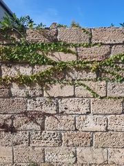 Hedera helix