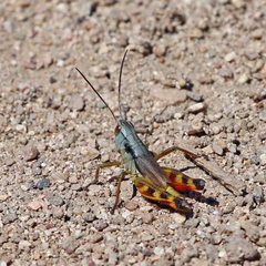 Boopedon flaviventris