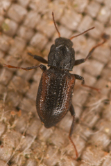 Microcylloepus pusillus