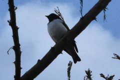 Cinnyricinclus leucogaster