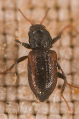 Microcylloepus pusillus