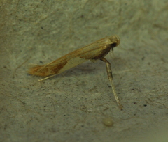 Caloptilia packardella