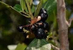 Gonocerus acuteangulatus