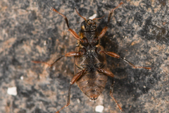 Optioservus seriatus