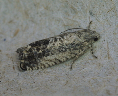 Epinotia nisella