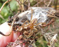 Cheiracanthium erraticum