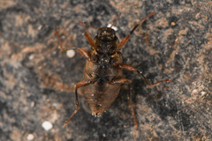 Optioservus seriatus