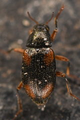 Optioservus seriatus