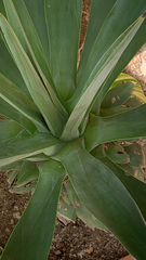 Agave attenuata