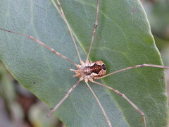 Phalangiinae