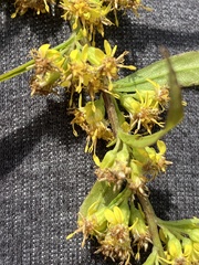 Solidago curtisii