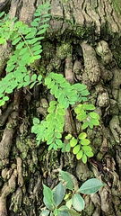 Phyllanthus tenellus