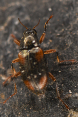 Optioservus seriatus