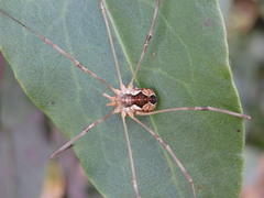 Phalangiinae