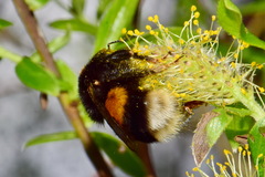 Bombus