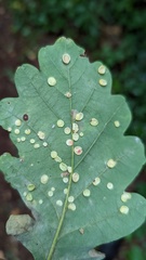 Neuroterus albipes