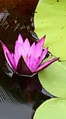 Nymphaea rubra