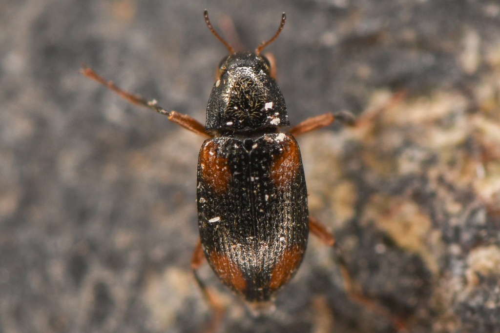 Heterlimnius seriatus