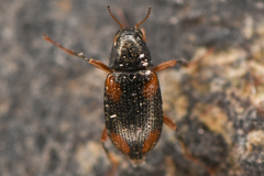 Optioservus seriatus