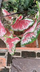 Caladium bicolor