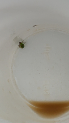 Diabrotica balteata