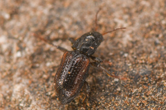 Microcylloepus pusillus