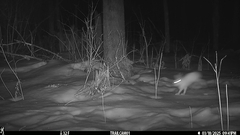 Lepus americanus