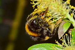Bombus