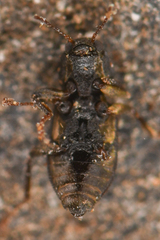 Microcylloepus pusillus