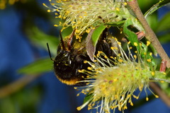 Bombus