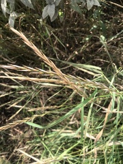 Elymus repens