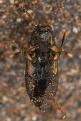 Microcylloepus pusillus