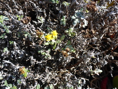Eriophyllum staechadifolium