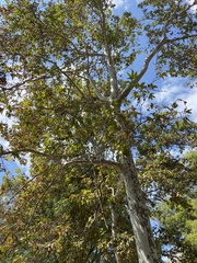 Platanus racemosa