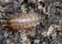 Eumalacostraca
