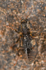 Microcylloepus pusillus