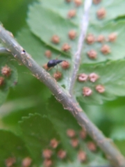 Brentidae