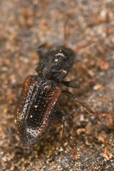 Microcylloepus pusillus