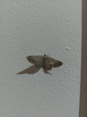 Dicrognophos sartata