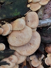 Tapinella panuoides