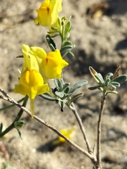 Linaria polygalifolia