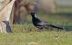 Ptiloxena atroviolacea
