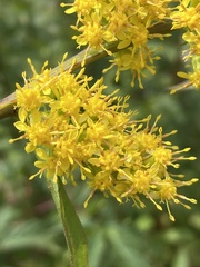 Solidago curtisii