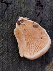 Tapinella panuoides