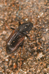 Microcylloepus pusillus