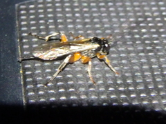 Itoplectis conquisitor