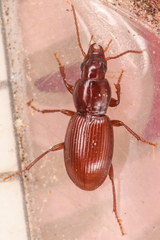 Pterostichus pumilus