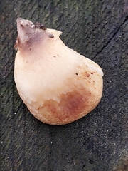 Tapinella panuoides