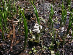 Lomatium linearifolium